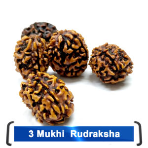 Rudrakhsha 3  Mukhi