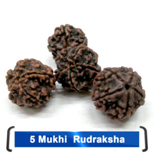 Rudrakhsha 5  Mukhi