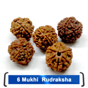 Rudrakhsha 6  Mukhi