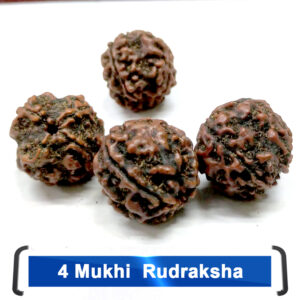 Rudrakhsha 4  Mukhi