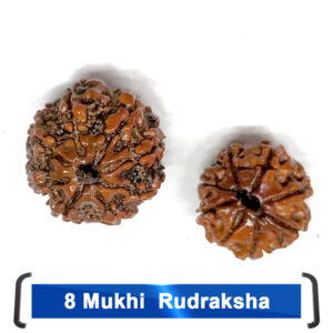 Rudrakhsha 8  Mukhi